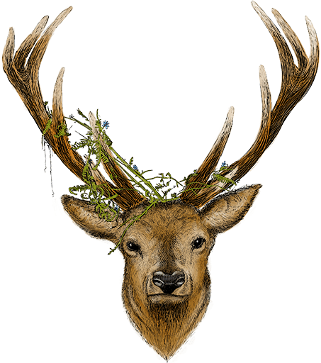 The Red Deer
