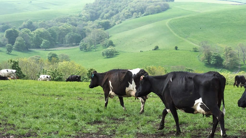 Cover Image for Simply The Best