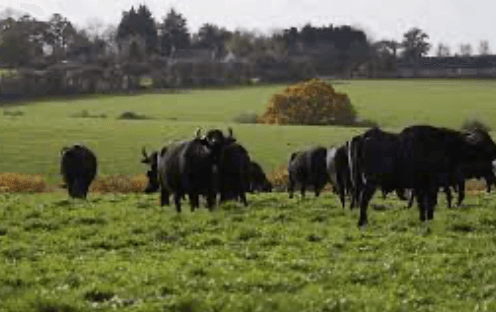 Cover Image for Supplier visit to Laverstoke Park Farm…